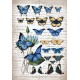 Papel de Arroz MARIPOSAS AZULES