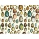 2 Papeles ROSSI Eggs 50x70