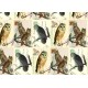 2 Papeles ROSSI Owl 50x70