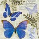 SERVILLETAS- Blue Morpho