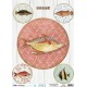 Papel de Arroz Soft A3 30x41cm SPA5270