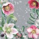 SERVILLETA HELLEBORUS ORIENTALIS GREY