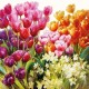 Servilleta TULIPS