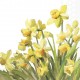 Servilleta GOLDEN DAFFODILS