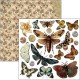 Cabinet of curiosities  Fussy Cut Pad 6"x6" 24/Pkg