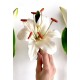 Smarta Silicone Mold & Cutter Lily Flower